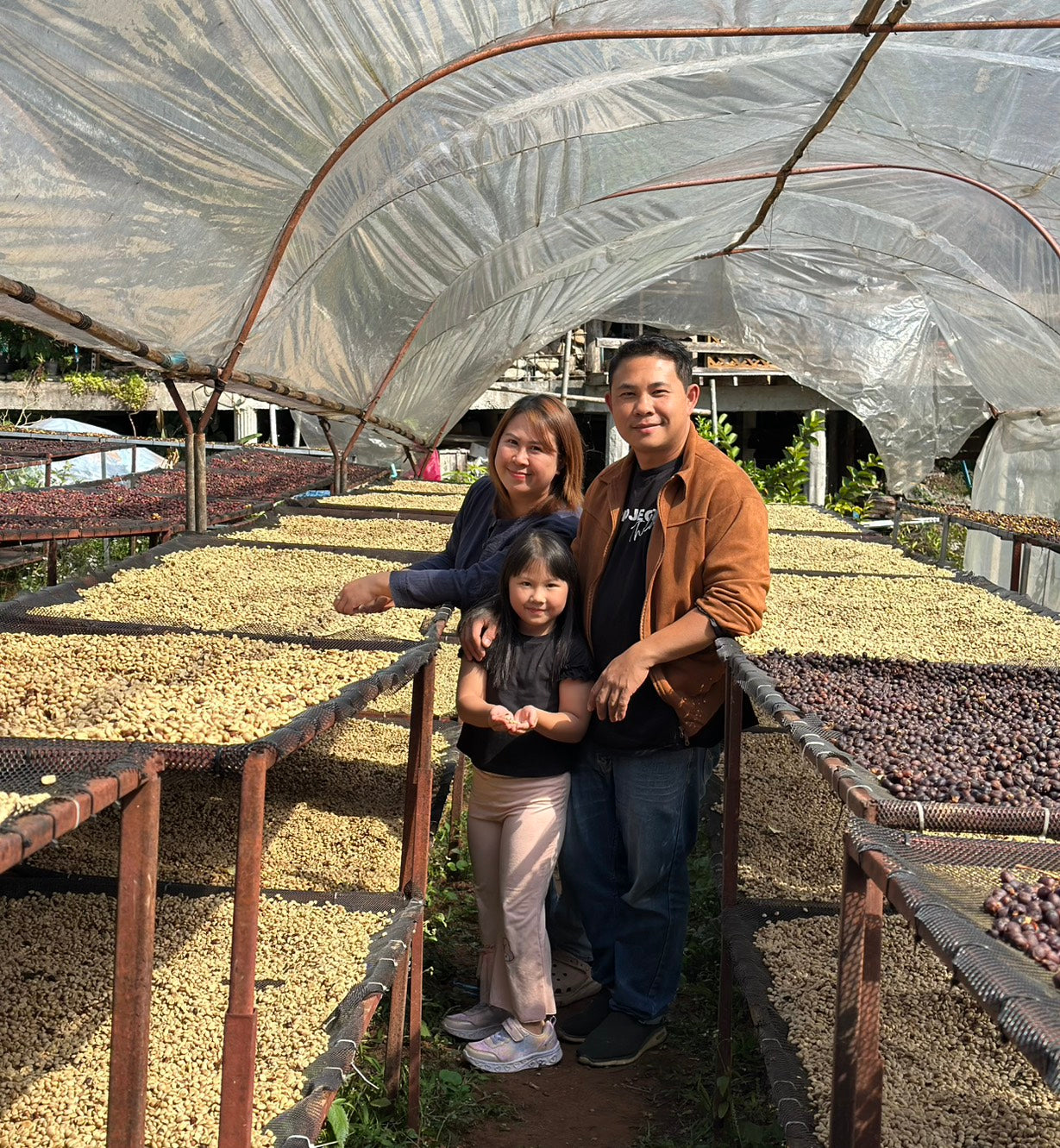 Family standing among rows of drying coffee beans under a protective covering