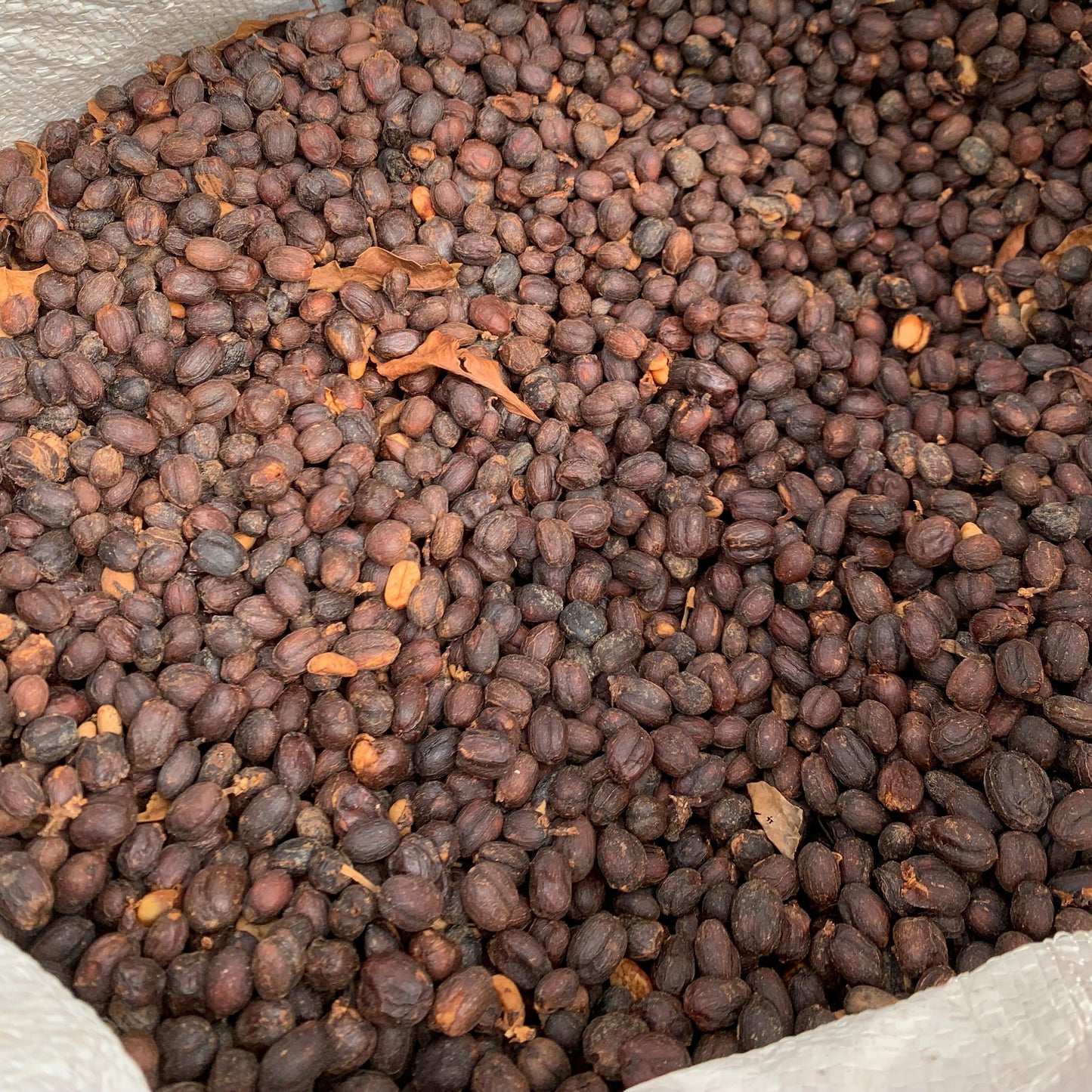 LA PIRAGUA