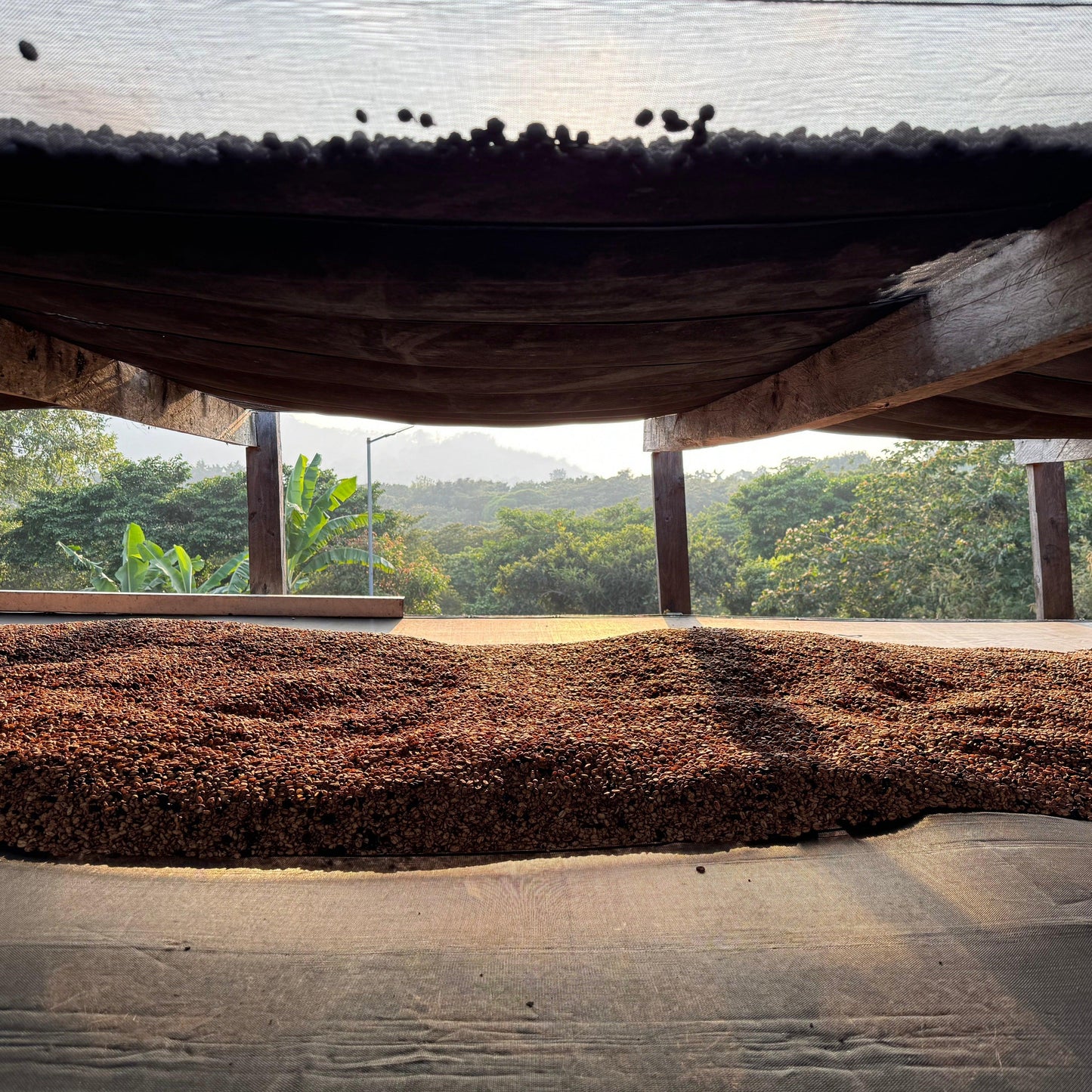 HIMALAYA ANNIVERSARY - THE BARN Coffee Roasters Berlin