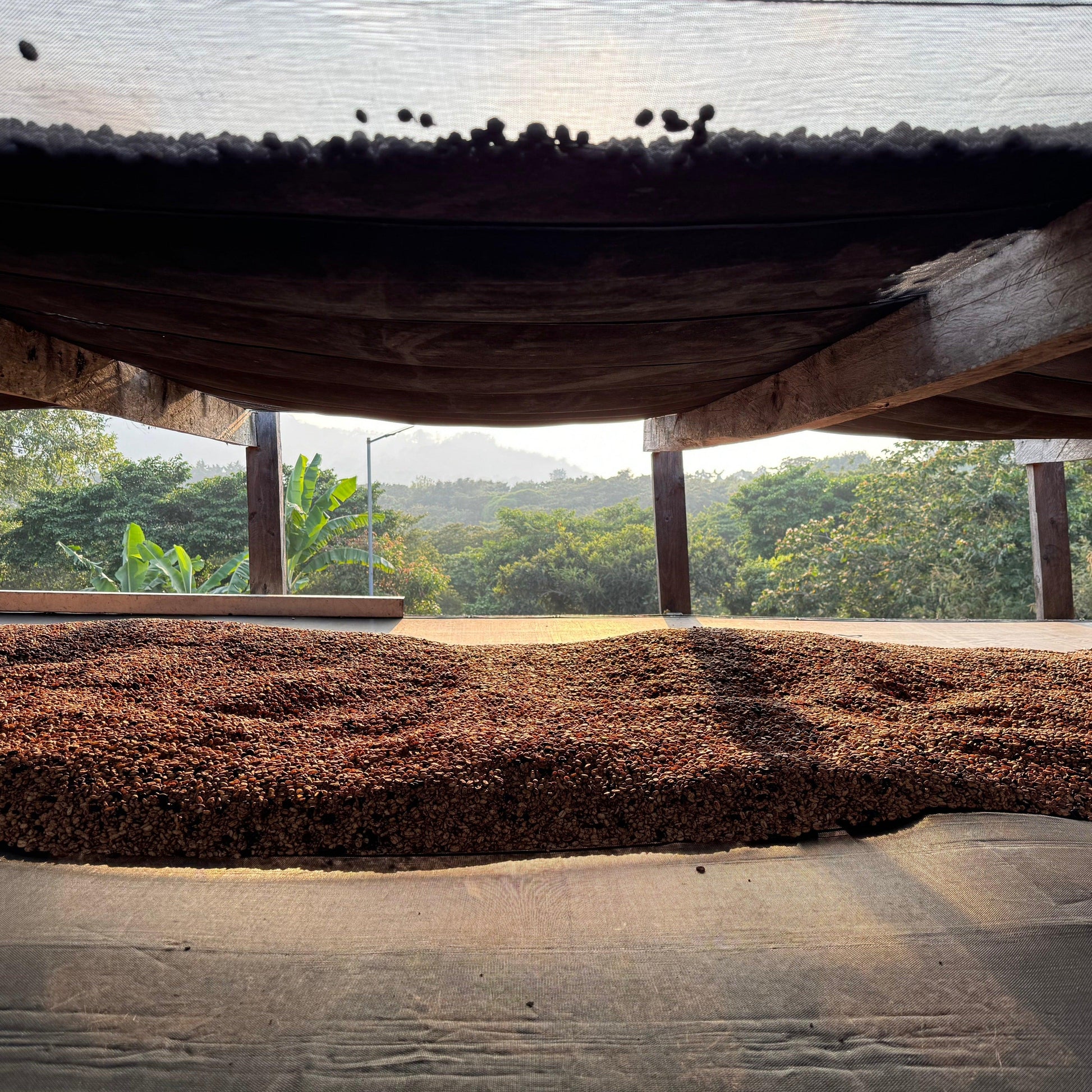 HIMALAYA ANNIVERSARY - THE BARN Coffee Roasters Berlin