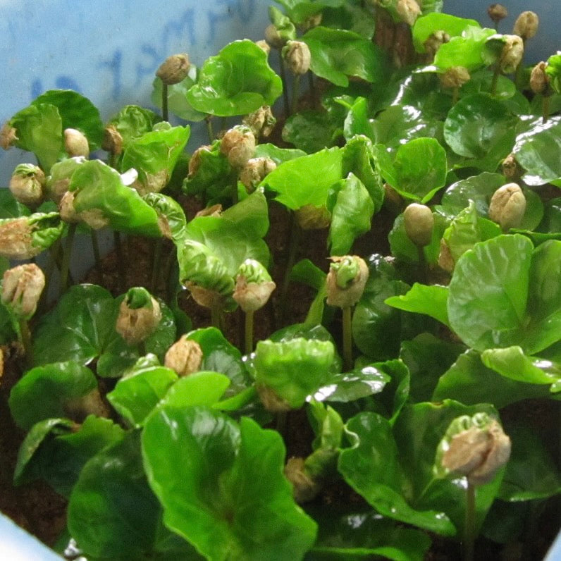KII PEABERRY